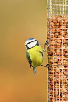 Peanuts: Blue Tit - perched on peanut feeder