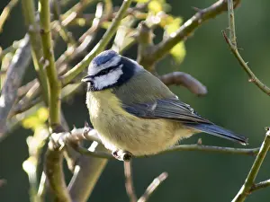 030518: Blue tit - perched on rose bush - UK