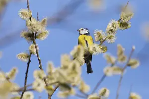 121118: Blue Tit - perched on willow tree branch, North