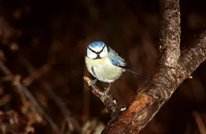Perching: BLUE TIT - PERCHING ON BRANCH