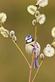 Pussy: Blue Tit - on Pussy Willow