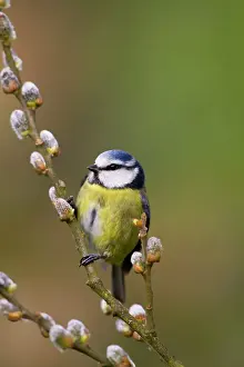 Pussy: Blue Tit - on pussy willow