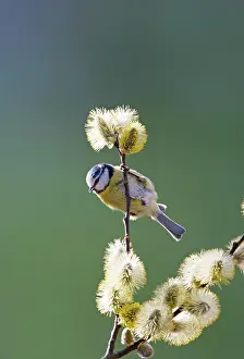 Caeruleus: Blue Tit - on pussy willow