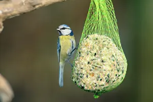 Suet: BLUE TIT - on seeds, nut & suet feeder