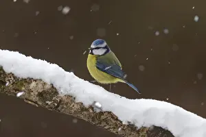 120219: Blue Tit - in Snow - Cornwall - UK