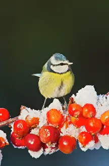 Brian Bevan: Blue Tit - on snow covered crab apples