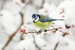 Viburnum: Blue Tit - on snow covered flowering Viburnum