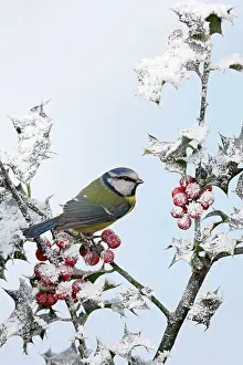 Caeruleus: Blue Tit - on snow covered holly