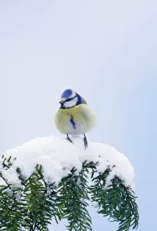 Caeruleus: Blue Tit - on snow covered yew