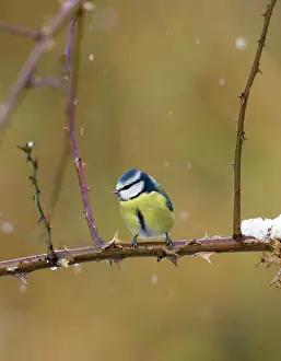 Flurry: Blue Tit - In snow flurry