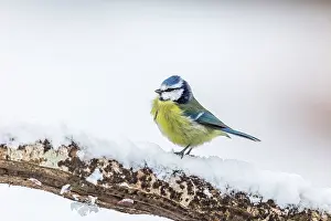 290421: Blue Tit - Snow - UK