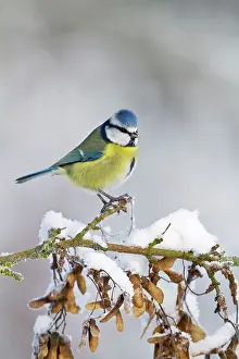 Brian Bevan: Blue Tit - on snowy branch