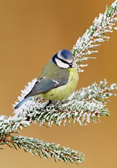 Caeruleus: Blue tit - on snowy fir branch