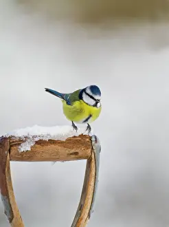 Handles: Blue Tit - on snowy fork handle