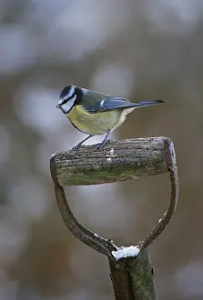 Handles: Blue Tit - on spade, in snow