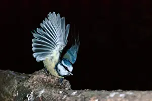 Startled: Blue TIT - taking flight, wings outstretched