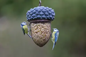 Tits: Blue Tit - two tits at a bird feeder - Germany