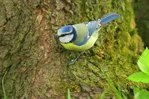 Titmouse: Blue Tit / Tomtit / Blue Titmouse - sitting on
