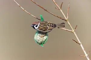 Suet: Blue Tit and Tree Sparrow (Passer montanus) - feeding