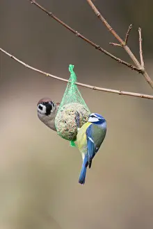 Suet: Blue Tit and Tree Sparrow (Passer montanus) - feeding