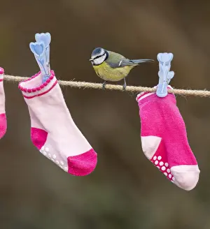 Clothes: Blue Tit - on Washing Line - Cornwall - UK