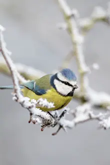 Hawthorne: Blue Tit - winter image of a bird perching in a