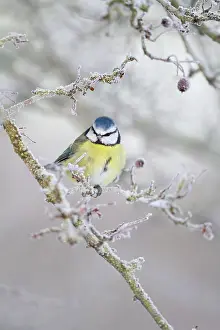 Hawthorne: Blue Tit - winter image of bird perching in a frost