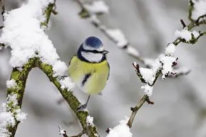 Caeruleus: Blue Tit - in winter - with snow on trees