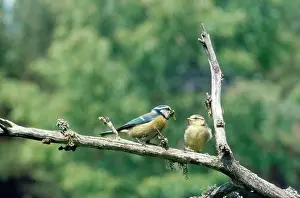 Monica Goth: Blue Tit - young at 18 days being fed by adult