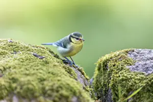 Moss Covered: Blue Tit - Young - On Stone Wall - UK