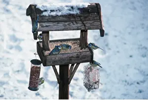 Tables: Blue Tits - on bird table in the snow