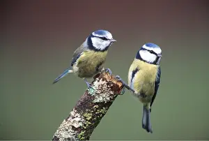 Tits: Blue TITS - two on branch