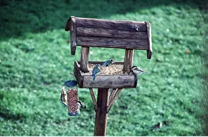 Coal: Blue TITS, Coal tits and Nuthatch - on bird table