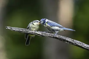Feeder: Blue tits (Parus caerulea), feeding young animals