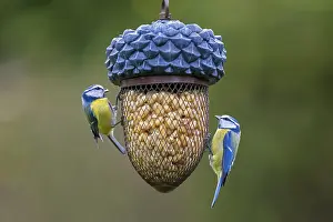 Station: Two blue tits (Parus caeruleus) eating peanuts from