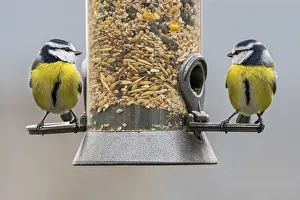 Station: Two blue tits (Parus caeruleus) eating seed mixture