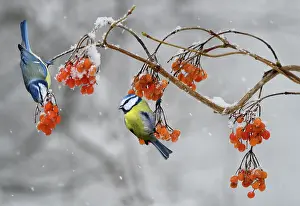 Hung: Blue tits (Parus caeruleus) eating wine-berries