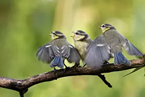 Waiting: Blue tits waiting to be fed