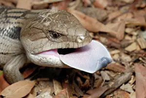 Scincidae: Blue-tongue Lizard