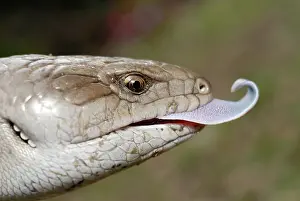 Scincidae: Blue-tongue Lizard