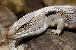 Scincidae: Blue-tongue Skink (Tiliqua scincoides)