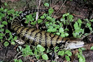 Gigas: Blue-tongued Lizard (Tiliqua gigas)