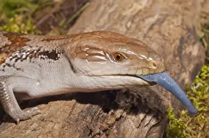 Indonesian: Blue tongued skink, Tiliqua gigas, native to New