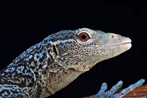 Varanus: blue tree monitor (Varanus macraei ), Batanta island