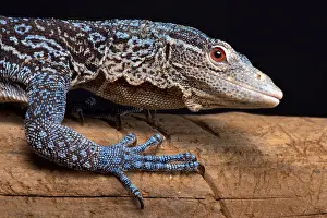 Claw: The Blue tree monitor (Varanus macraei) is endemic