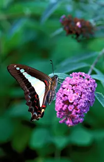 Buddleia: Blue triangle butterfly - on Butterfly bush (Buddleia