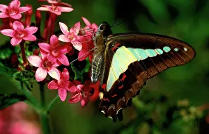 Graphium: Blue triangle butterfly - on flower (Pentas lanceolata)