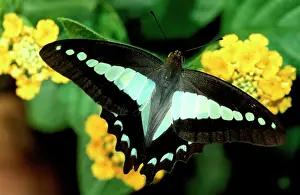 Lantana: Blue triangle butterfly - on yellow Lantana (Lantana sp.)