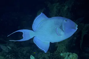 Trunkfish: Blue triggerfish (Pseudobalistes fuscus) at night