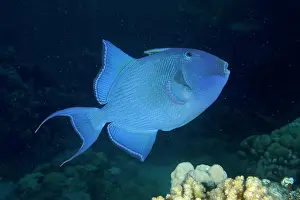 Trunkfish: Blue triggerfish (Pseudobalistes fuscus) at night